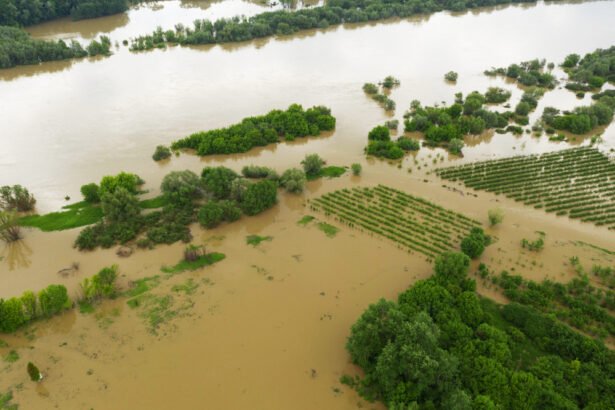 wheat cotton crops flooded area