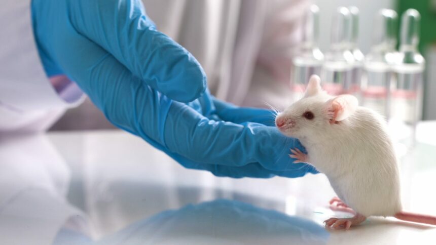 lab rats usedto cure epilepsy