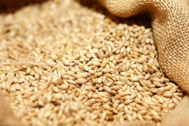 Govt starts the procedure to import extra wheat