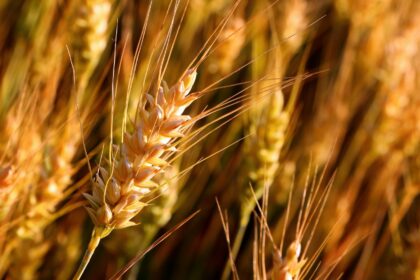 Punjab plans to sow wheat on 16.5 million acres
