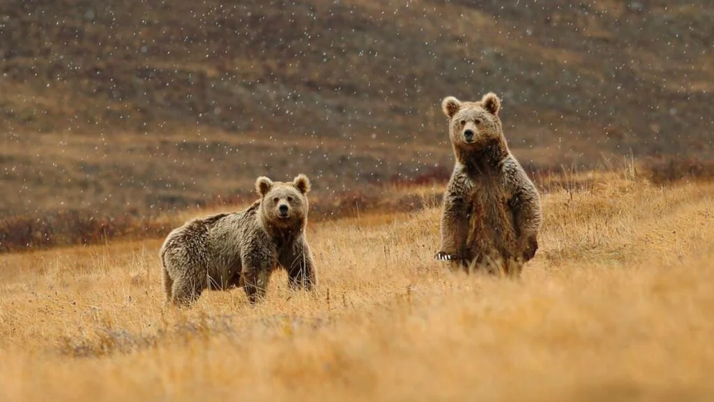 deosai national park